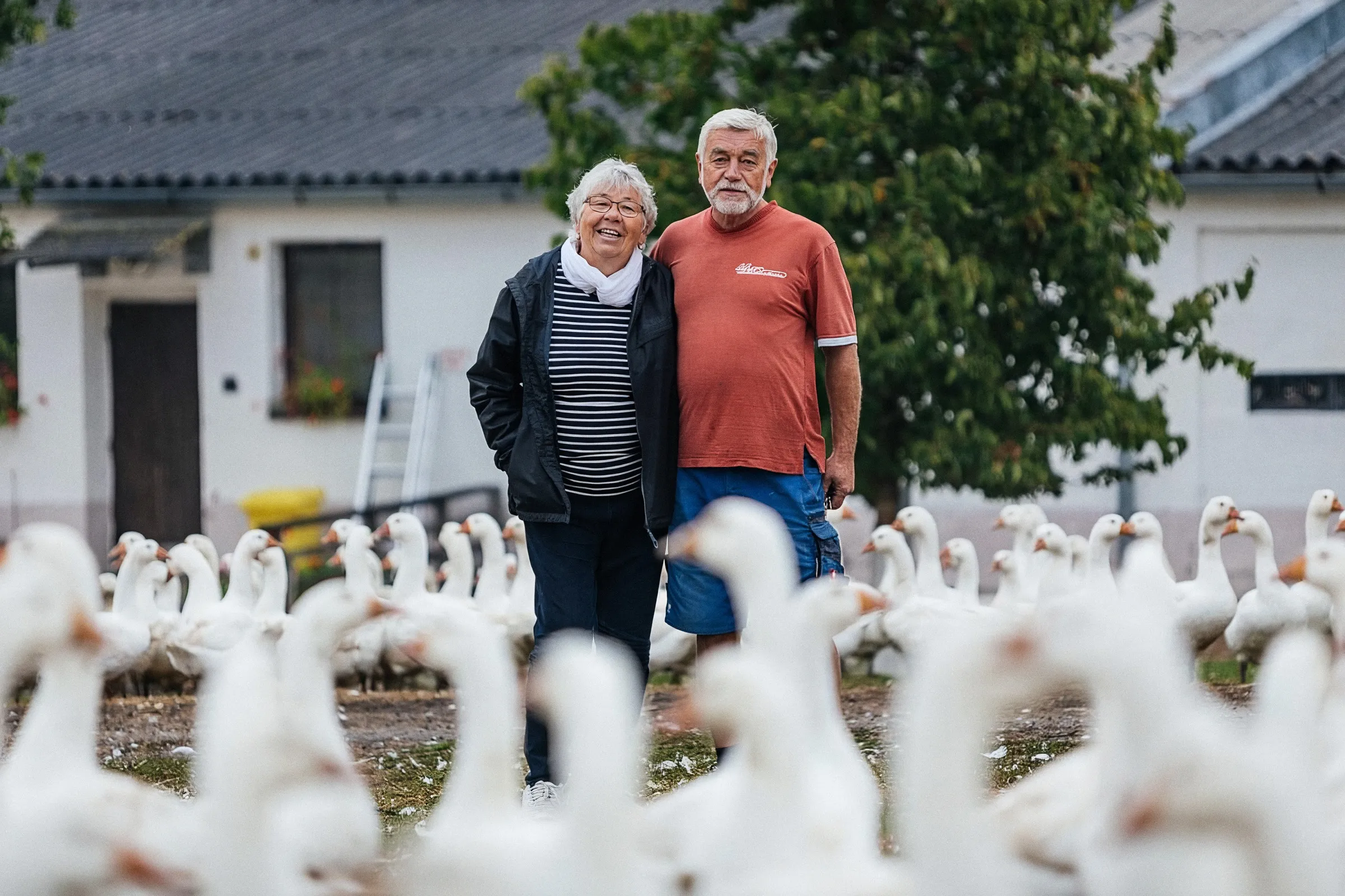 Pan Tůma mezi husami na farmě
