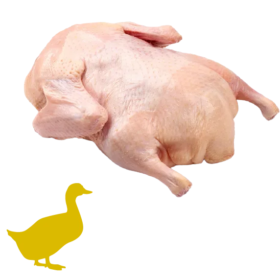Selská kachna