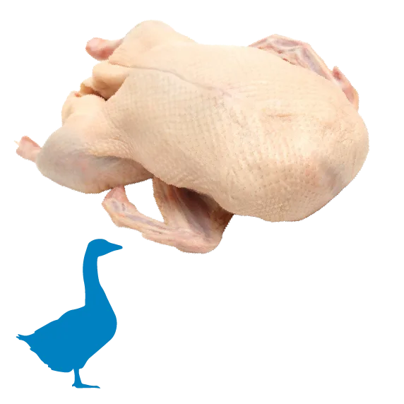 Svatomartinská husa